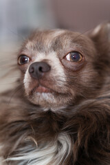 Lilac longhair chiwawa portrait, Close-up