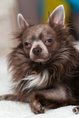 Lilac longhair chiwawa portrait, Close-up