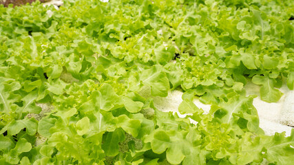 Vegetables in the smart greenhouse vertical plant of hydroponics farm for background ,Organic fresh harvested vegetables; Field of cultivation farming Salad plant farm for health.