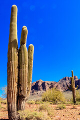 A tall cactus is standing in a desert with a blue sky in the background