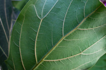 Blur green leaf texture for background indicating love for mother nature and pollution free