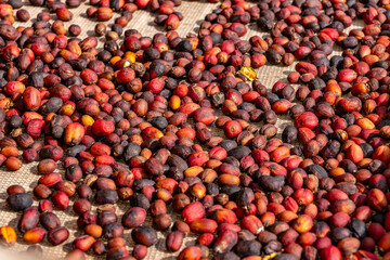 Coffee beans drying on sieves in greenhouse at the coffee plantation.