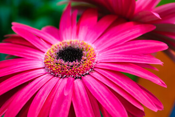 Obraz premium Gerbera jamesonii, Gerbera Daisy, Transvaal daisy, clump forming perennial with basal rosette of dark green pinnately lobed leaves and orange flower heads on long naked stalks