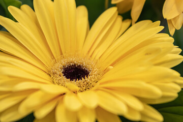 Gerbera jamesonii, Gerbera Daisy, Transvaal daisy, clump forming perennial with basal rosette of dark green pinnately lobed leaves and orange flower heads on long naked stalks
