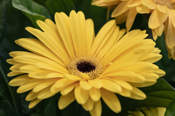 Gerbera jamesonii, Gerbera Daisy, Transvaal daisy, clump forming perennial with basal rosette of dark green pinnately lobed leaves and orange flower heads on long naked stalks