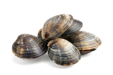 Fresh clams on a transparent background