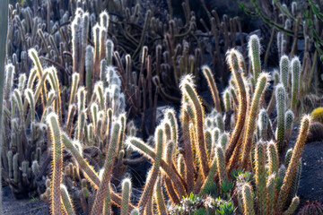 A bunch of cacti are in the sun