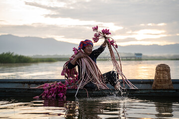 An old man sits on an old wooden boat and picks lotus flowers. Men and children pick lotus flowers in swamps