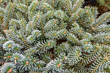 branch of blue spruce. Beautiful fluffy spruce branch with needles. Christmas tree in nature. Spruce close-up.