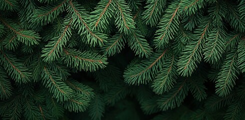 Green pine tree branches against a dark green background, detailed and high resolution.