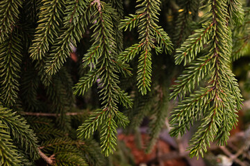 A hanging branch of spruce with short green needles. close up