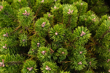 Dwarf mountain pine Sherwood Compact in the garden, close-up