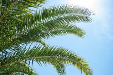 Fototapeta premium Bright green palm leaves stretch upwards on a sunny day against a bright blue sky.