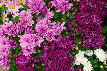 Obraz premium Beautiful Wallpaper of different colors of chrysanthemum. Nature autumn floral background. Chrysanthemums bloom season. close up