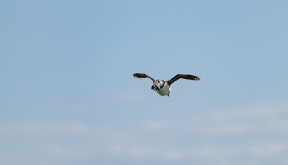Puffin in flight carrying sand eels, Northumberland, England