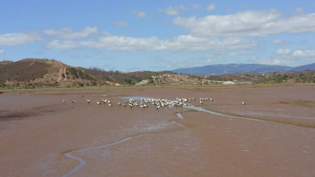 Flying Towards The Flock Of Storks Feeding On Riverbed Of Odeleite River During Drought Season. - aerial shot