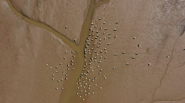 Top Down View Of Odeleite River With Group Of Storks Feeding On The Mud.