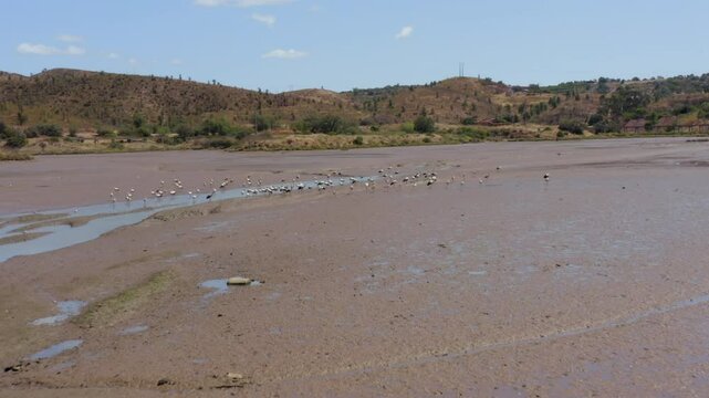 Odeleite River During Drought With Storks Feeding Fish On The Mud. - closeup shot