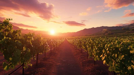 Vineyard sunset landscape peaceful nature scene.