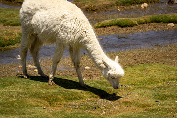 Llama grazing in their natural habitat at Salinas y Aguada Blanca Reserve Peru