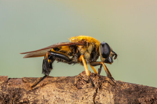 Hermetia illucens, known colloquially as the black soldier fly, is a widespread fly of the family Stratiomyidae