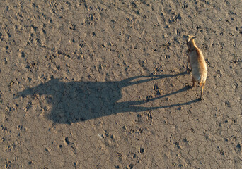 A moose and its shadow walking on the mudflat.