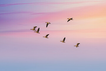 Fototapeta premium Flying geese at dawn over Melrakkaslétta peninsula in Iceland