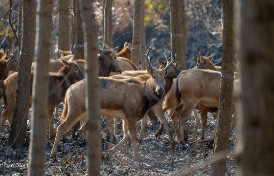 Many elk standing and walking in the forest. - Powered by Adobe