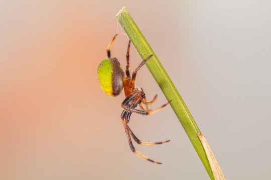 Araniella is a genus of orb-weaver spiders (family Araneidae)