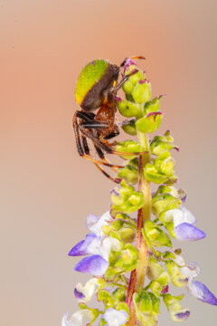 Araniella is a genus of orb-weaver spiders (family Araneidae)