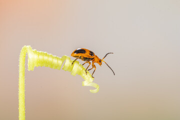 Coelophora inaequalis, the variable ladybird, common Australian lady beetle or common Australian ladybug is a ladybird species endemic to Australia, Oceania and Southern Asia