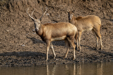 Two elk standing by a river.