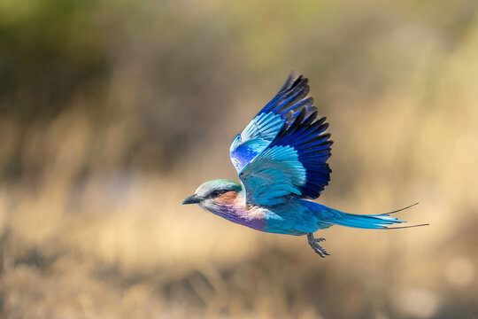 Lilac-breasted Roller, Coracias caudatus, colorful magenta, blue, green bird in Africa in flight with beautiful sunset light, Khwai river, Moremi game reserve, Okavango delta, Botswana	