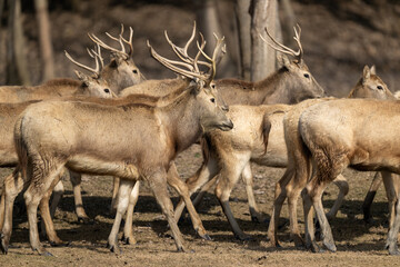 Many elk standing and walking in the forest.