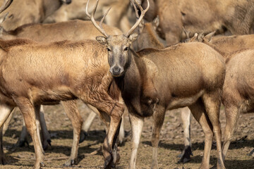 Many elk standing and walking in the field.