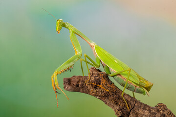 The European mantis (Mantis religiosa) is a large hemimetabolic insect in the Mantidae family