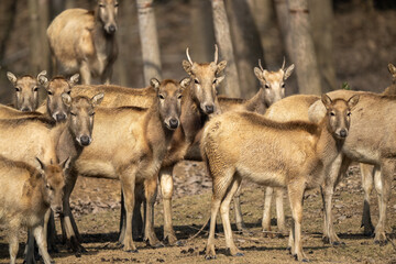 Many elk standing and walking in the forest, looking at the camera.