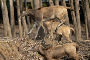 Elk running and jumping in the forest.
