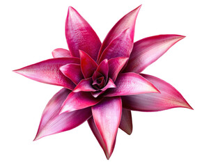 vibrant pink bromeliad flower with lush petals, isolated on transparency background, showcasing its intricate details and natural beauty. Perfect for botanical studies or decorative purposes