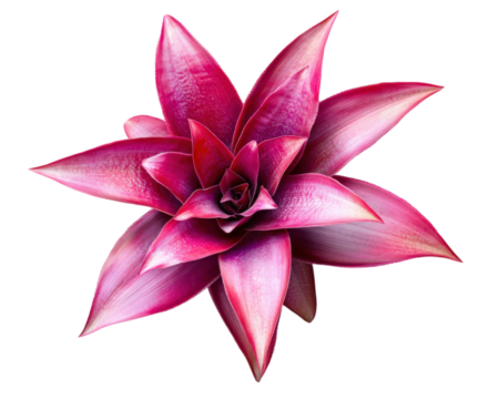 vibrant pink bromeliad flower with lush petals, isolated on transparency background, showcasing its intricate details and natural beauty. Perfect for botanical studies or decorative purposes