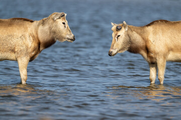 Fototapeta premium Two elks look at each other in the water.