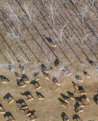 Forest and elk herd under winter sunlight.