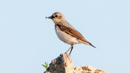 a bird