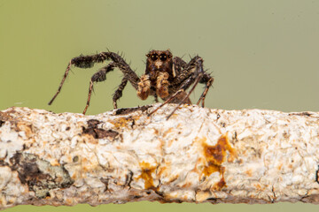 Hyllus diardi is a species of jumping spider in the family Salticidae.