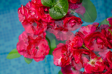 Fototapete bei efototapeten.de bestellen   