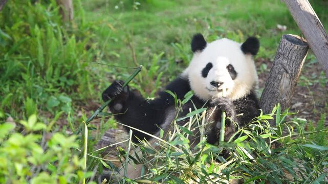 giant panda bear eating bamboo close up