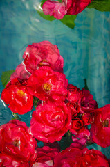 Fototapete bei efototapeten.de bestellen   