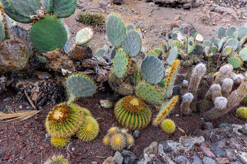 A group of cacti and other desert plants are growing in a rocky area