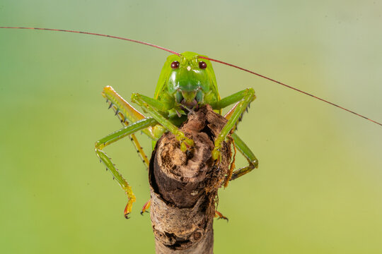Insects in the family Tettigoniidae are commonly called katydids (especially in North America) or bush crickets. They have previously been known as "long-horned grasshoppers