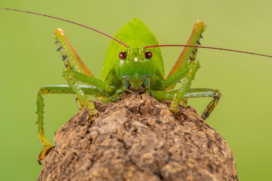 Insects in the family Tettigoniidae are commonly called katydids (especially in North America) or bush crickets. They have previously been known as "long-horned grasshoppers